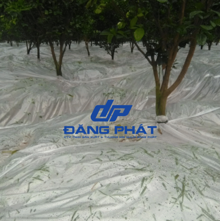 Hình ảnh thực tế màng pe lót gốc sầu riêng